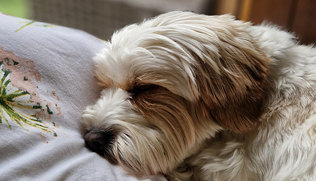 Netlačí na pilu, prostě jen sdílí půvab a radost obyčejných opravdových věcí