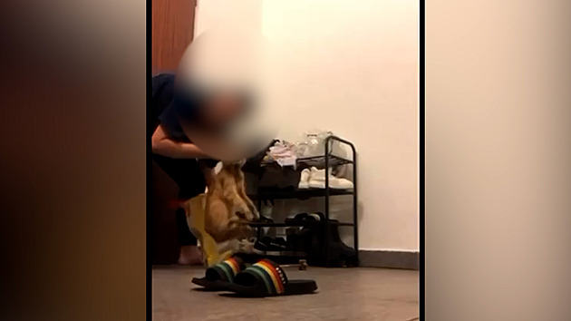 Strčila ji do igelitky, mlátila a bodala. Žena z TikToku řekla, proč utýrala kočku