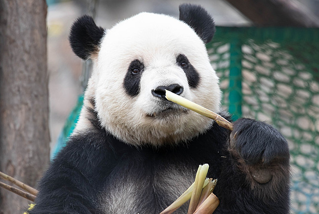 Příští superpotravina? Bambusové výhonky nejsou jen exotickou ingrediencí