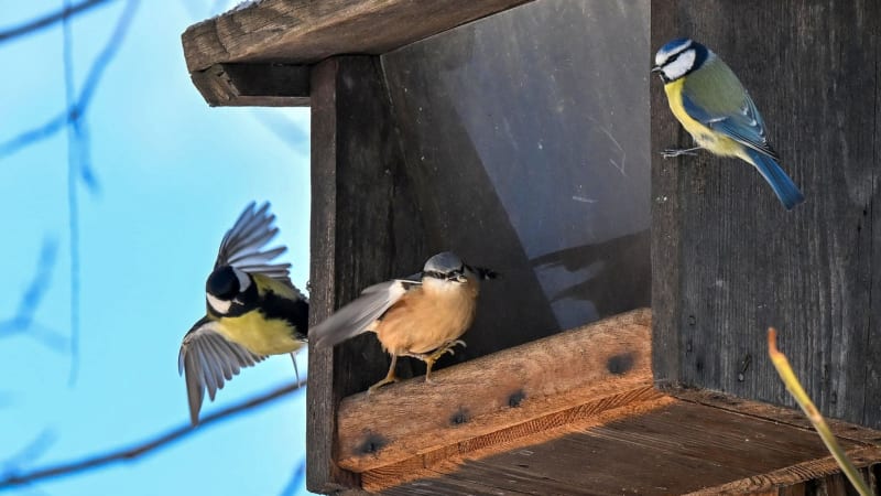 Ostrava hlásí rekordní obsazenost budek. Experti spočítali, kteří ptáci je loni využívali nejvíc