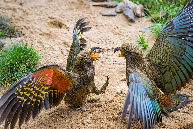 Tajný život ptáků v zoo. Polyamorie, luští hlavolamy, imitují lidský hlas, líčí kurátor