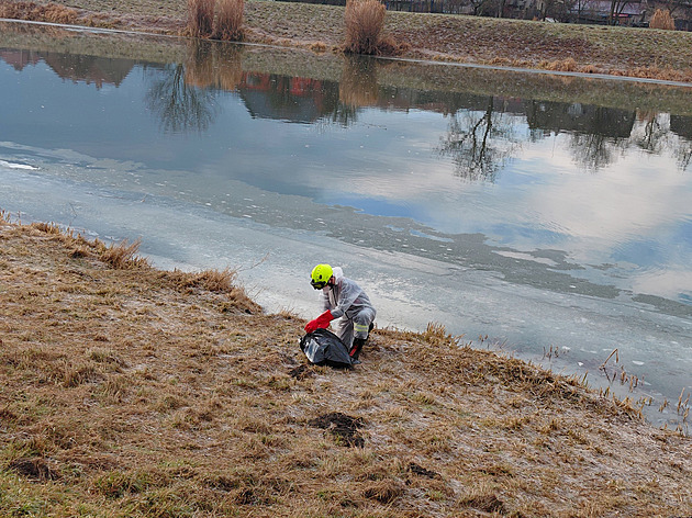 Na řece v Kvasicích na Kroměřížsku uhynuly labutě, může za to ptačí chřipka