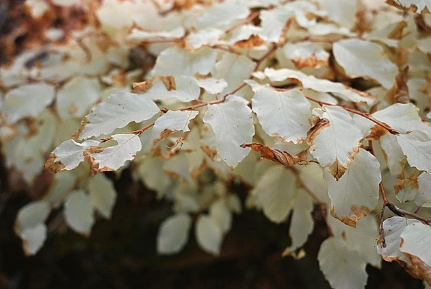 Bílý buk přežívá bez chlorofylu třicet let. Vědci přišli s možným vysvětlením