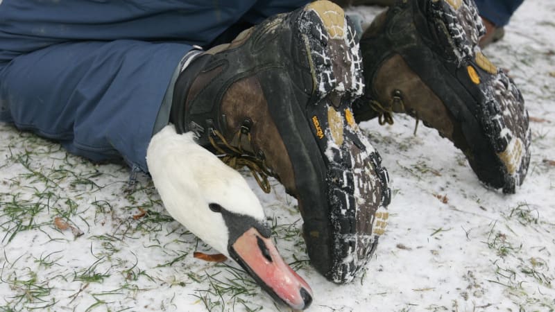 „Co to děláte?“ Muž natočil zloděje labutí na pražské náplavce. Případ už řeší policie