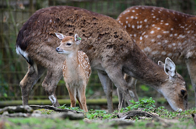 Unie ztěžuje rozmnožování ohroženého siky, varují zoologové. Bojují za jeho přežití
