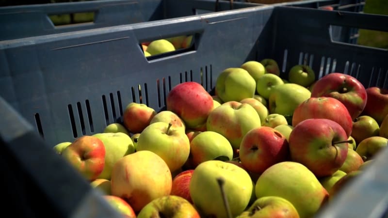 Sedm pesticidů v jednom jablku. Česko v testech propadlo, ovocnáři se ale bouří